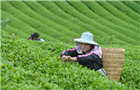融入中国人生活的茶文化