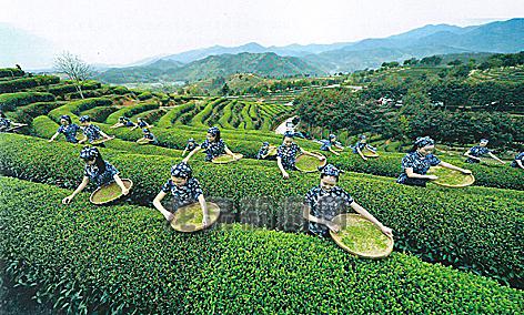 生态茶产业奏响大湾村脱贫致富曲