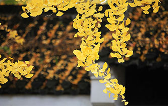 江苏扬州百年银杏树披上“黄金甲”金色冬日美景醉游人