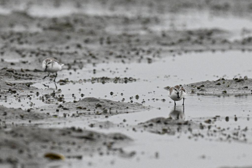 世界珍稀鸟类勺嘴鹬海南儋州觅食