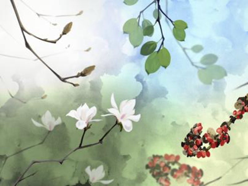 “才”“貌”双全:不止能用来赏玩的玉兰 “才”“貌”双全:不止能用来赏玩的玉兰