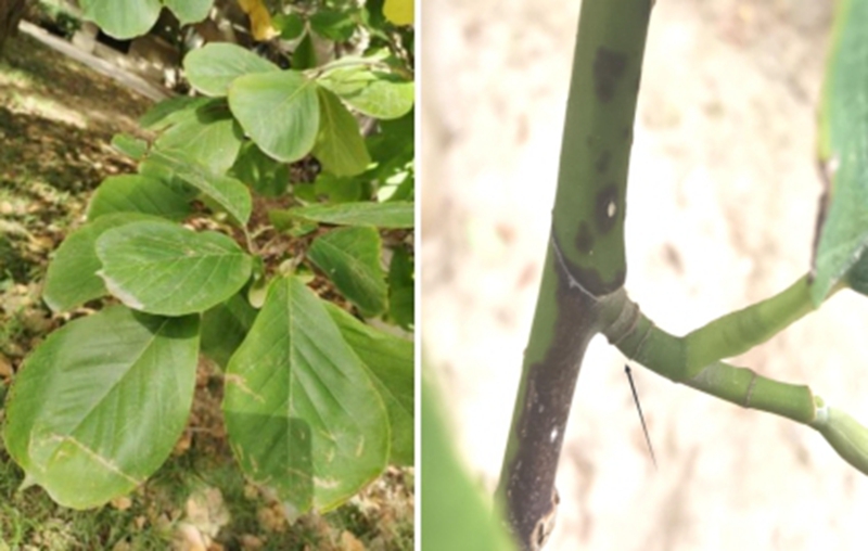 “才”“貌”双全:不止能用来赏玩的玉兰 “才”“貌”双全:不止能用来赏玩的玉兰