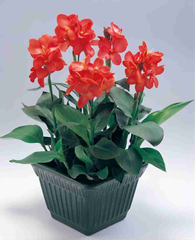 以“美人”命名!揭秘从热带移民,“可文可武”的美人蕉