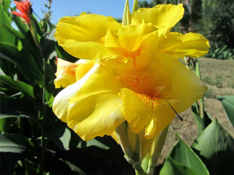 以“美人”命名!揭秘从热带移民,“可文可武”的美人蕉