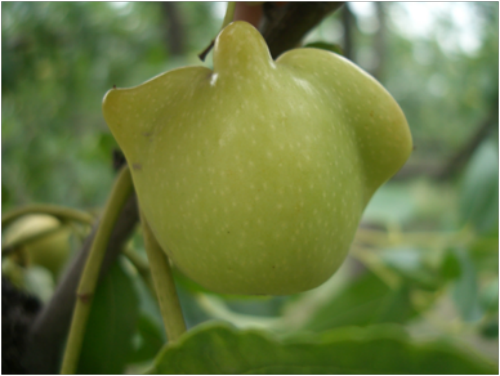吃枣与赏枣:独属于中国人的枣文化 吃枣与赏枣:独属于中国人的枣文化