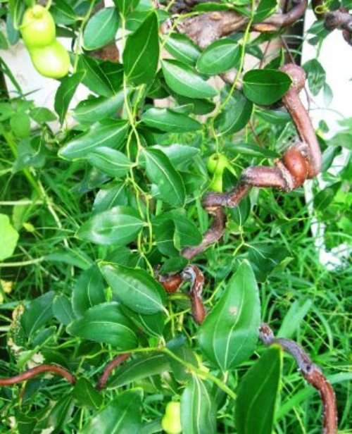 吃枣与赏枣:独属于中国人的枣文化 吃枣与赏枣:独属于中国人的枣文化