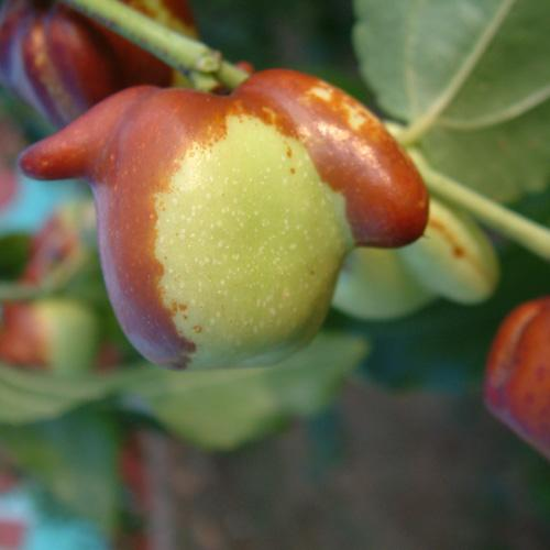 吃枣与赏枣:独属于中国人的枣文化 吃枣与赏枣:独属于中国人的枣文化