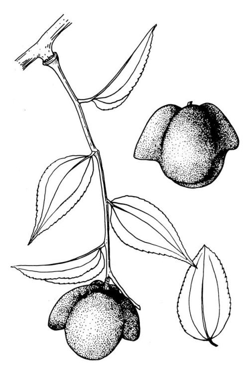 吃枣与赏枣:独属于中国人的枣文化 吃枣与赏枣:独属于中国人的枣文化