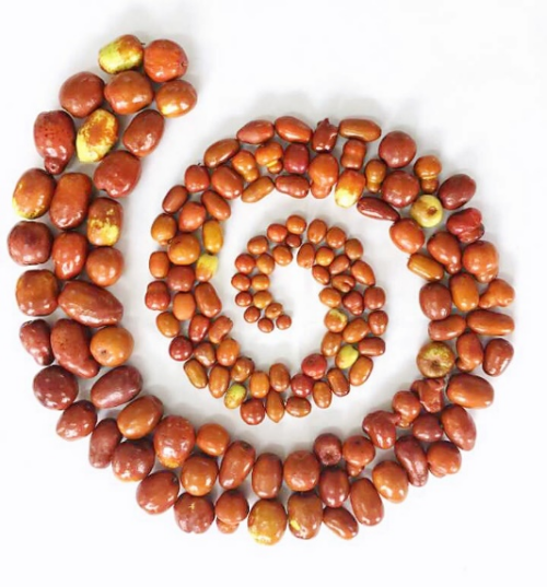 吃枣与赏枣:独属于中国人的枣文化 吃枣与赏枣:独属于中国人的枣文化