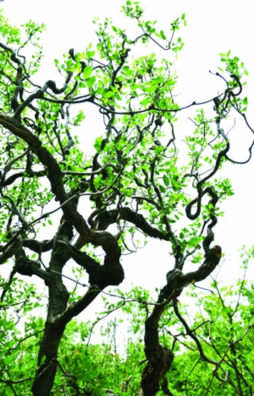 吃枣与赏枣:独属于中国人的枣文化 吃枣与赏枣:独属于中国人的枣文化