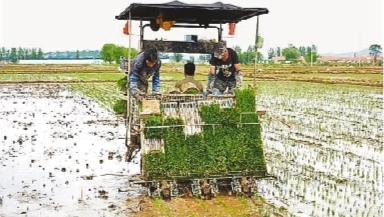 中国水稻研究所加强推介早稻新品种新技术