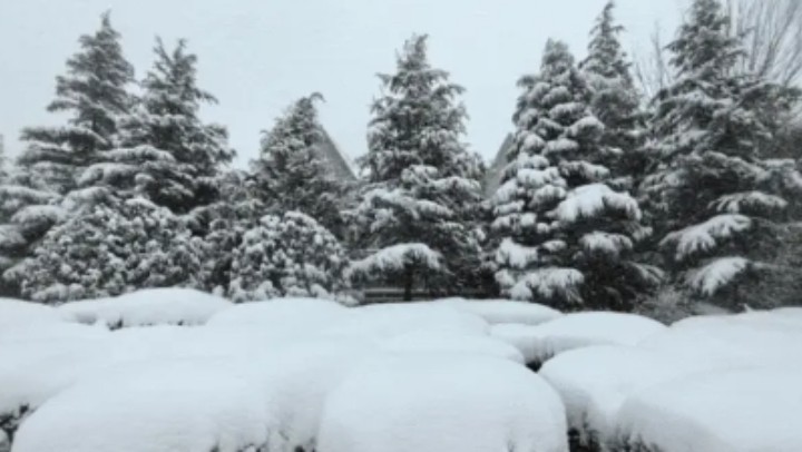 什么是冷流雪？为何烟台、威海多发？