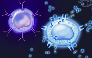 人体子宫内B-1免疫细胞终获证实