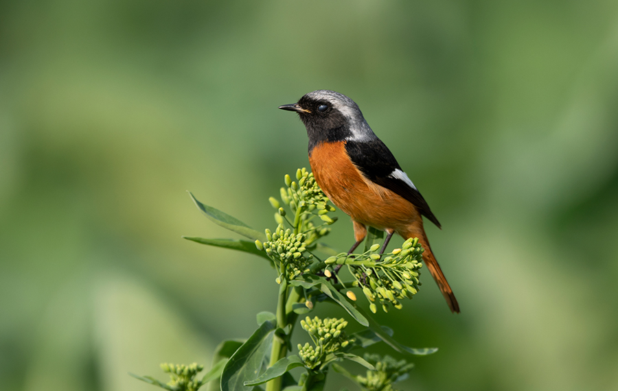 الطيور الجميلة في أوائل الربيع