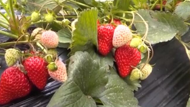 河北石家庄：草莓进入采摘季