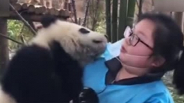 当饲养员碰上一个顽皮的大熊猫