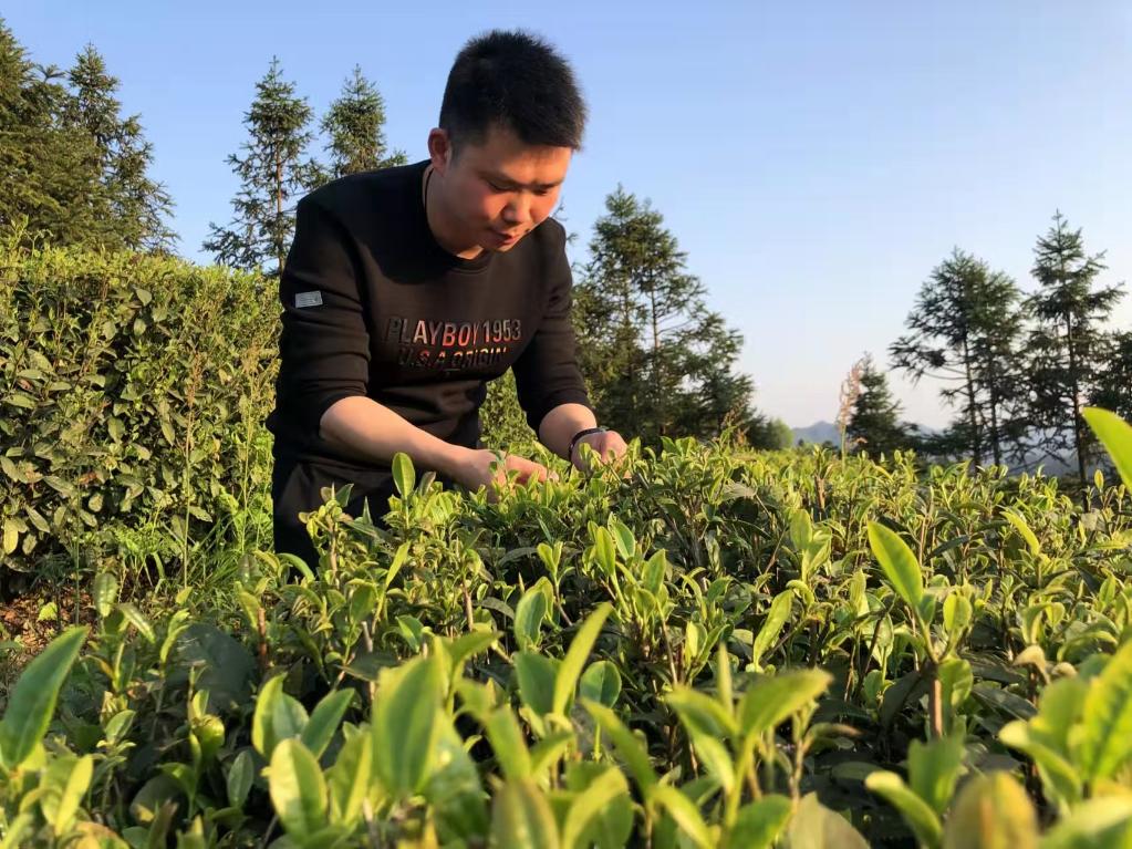 苔茶“父子兵”筑梦武陵山-新华网