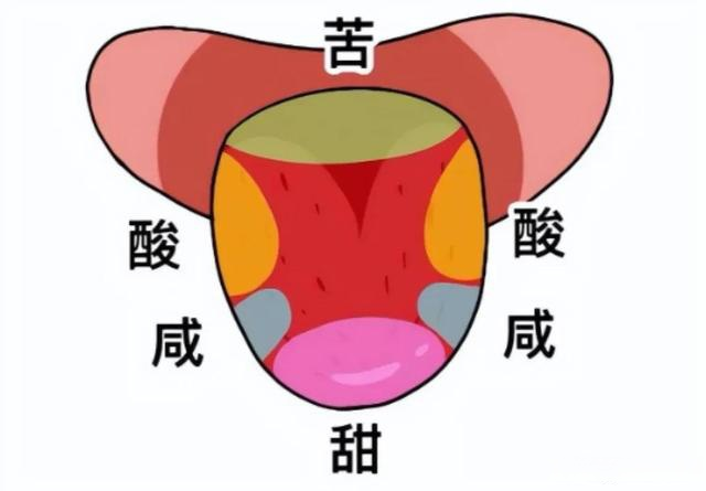 “舌尖尝甜,舌根尝苦”?你以为的舌头“味觉地图”,其实是假的-新华网