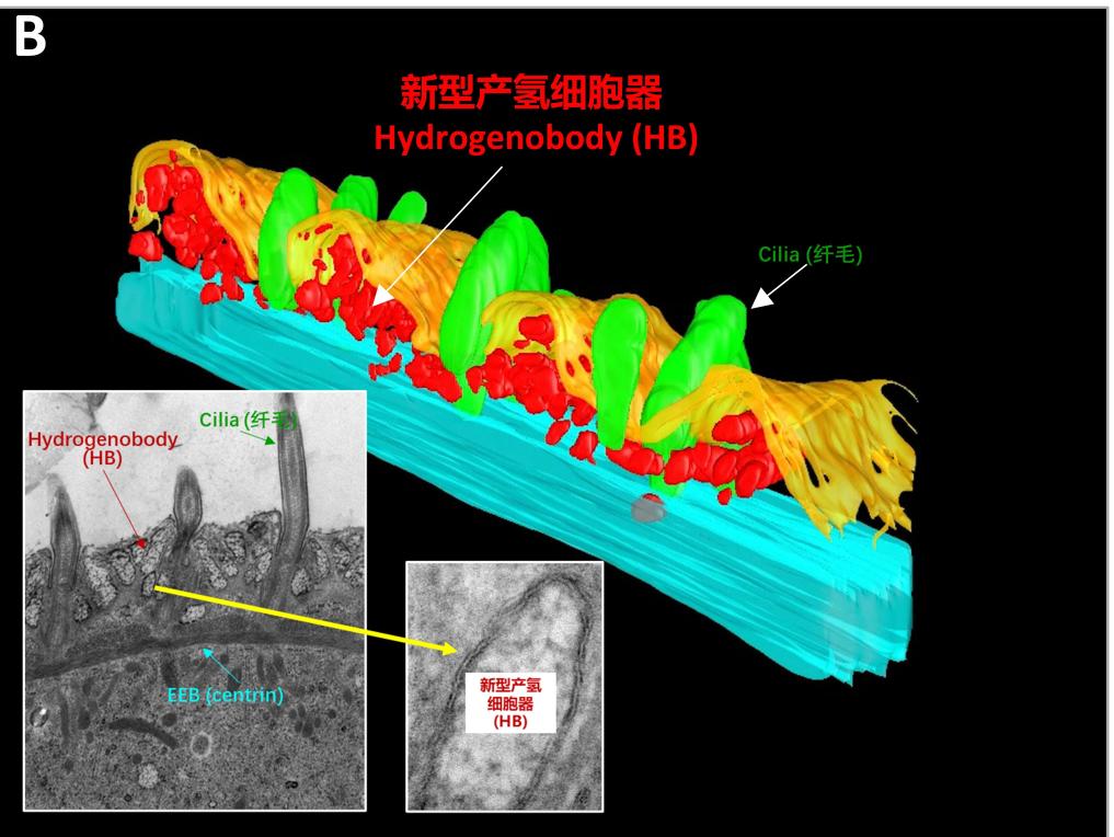 我国科学家揭示反刍动物甲烷排放调控机制-新华网